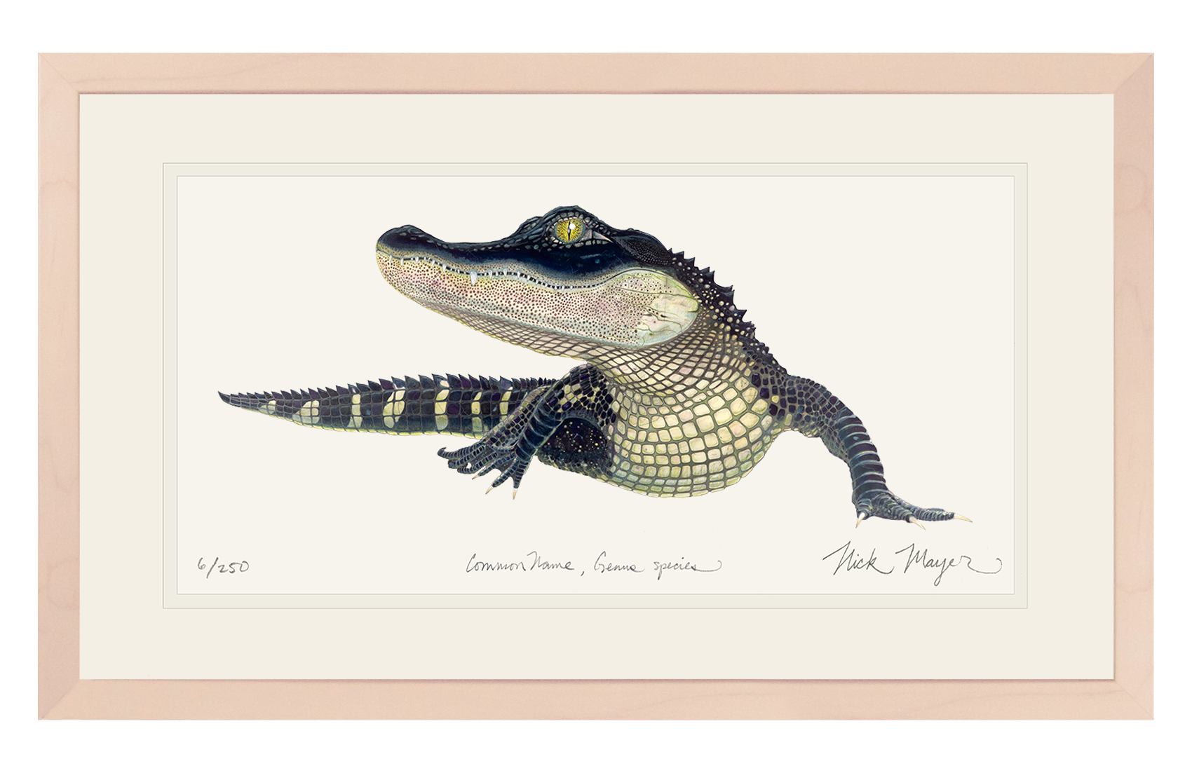 American Alligator Limited Edition Print