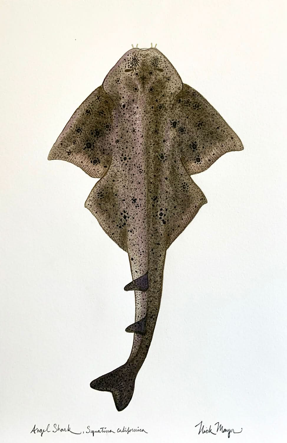 Angel Shark