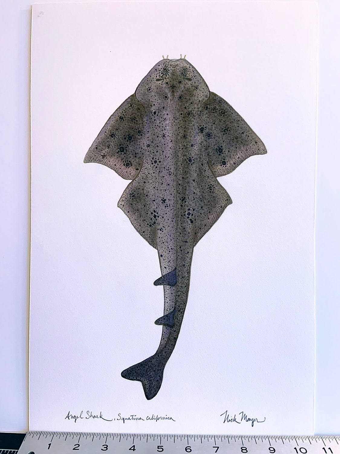 Angel Shark Unframed Original Painting