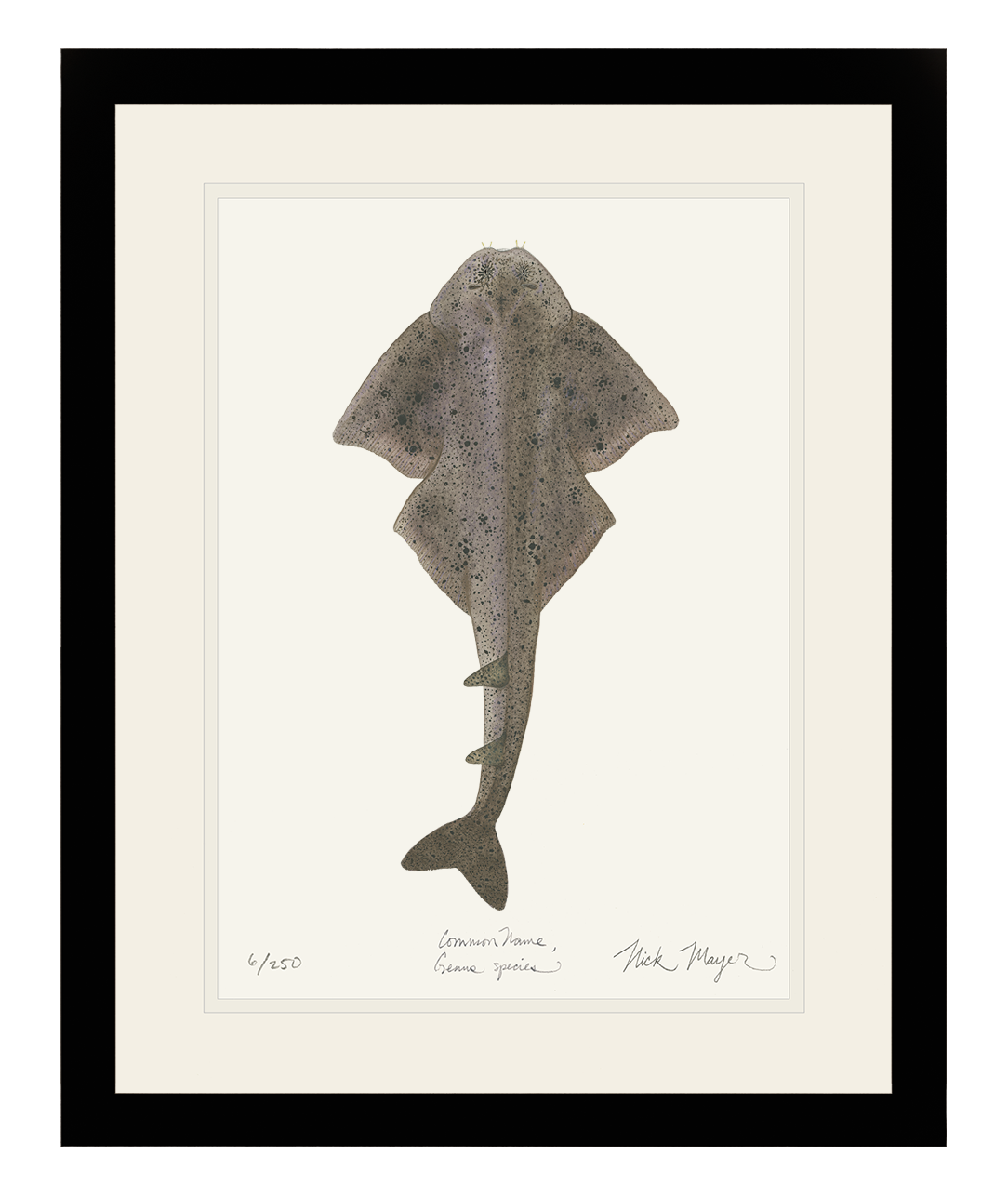 Angel Shark Limited Edition Print