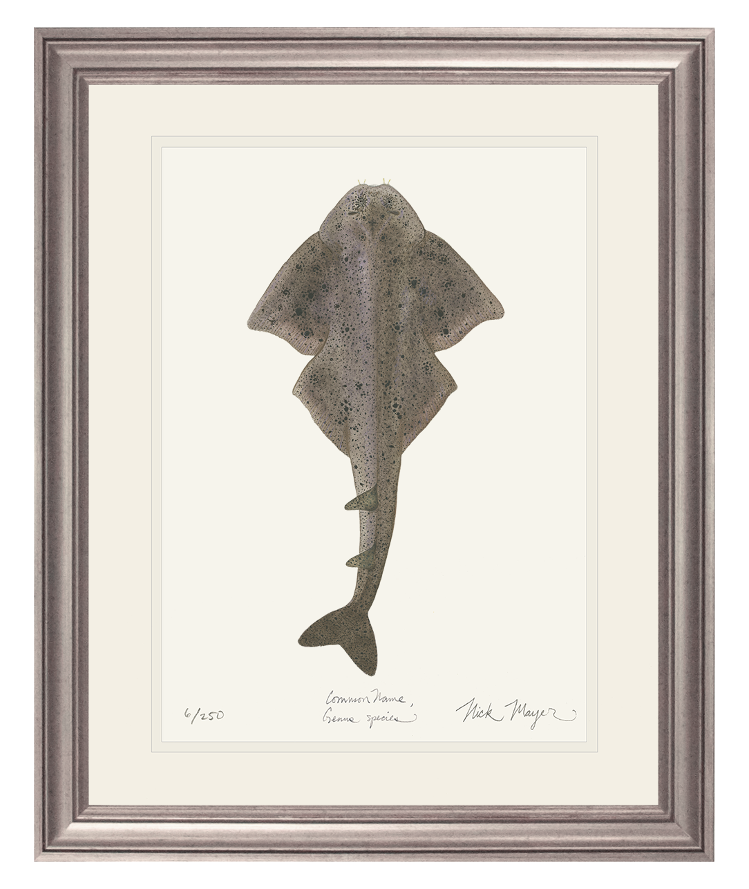 Angel Shark Limited Edition Print
