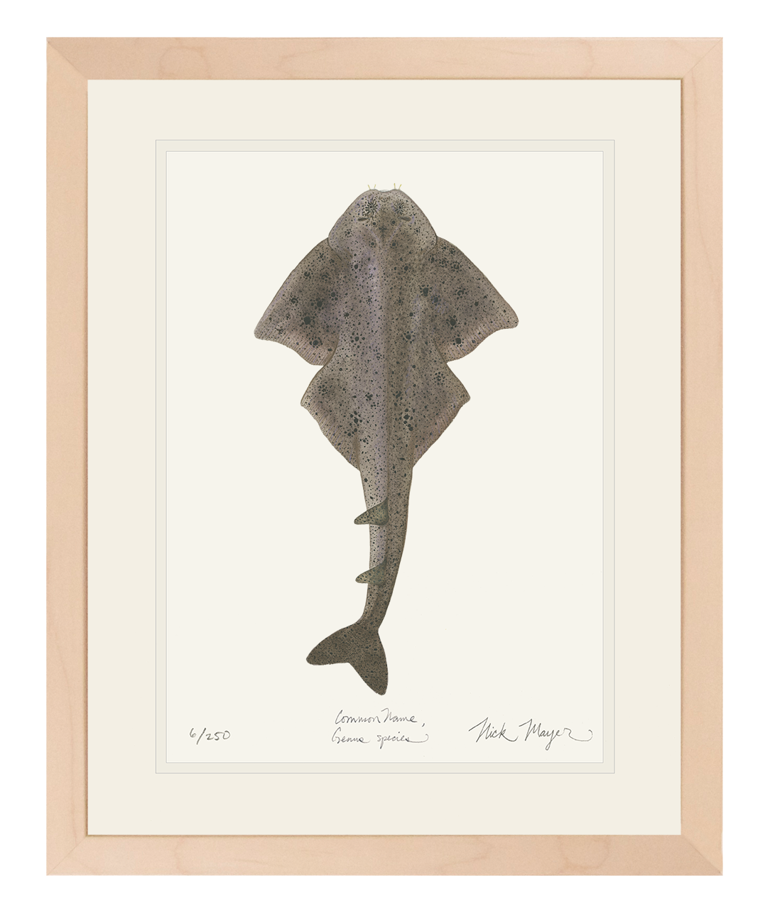 Angel Shark Limited Edition Print