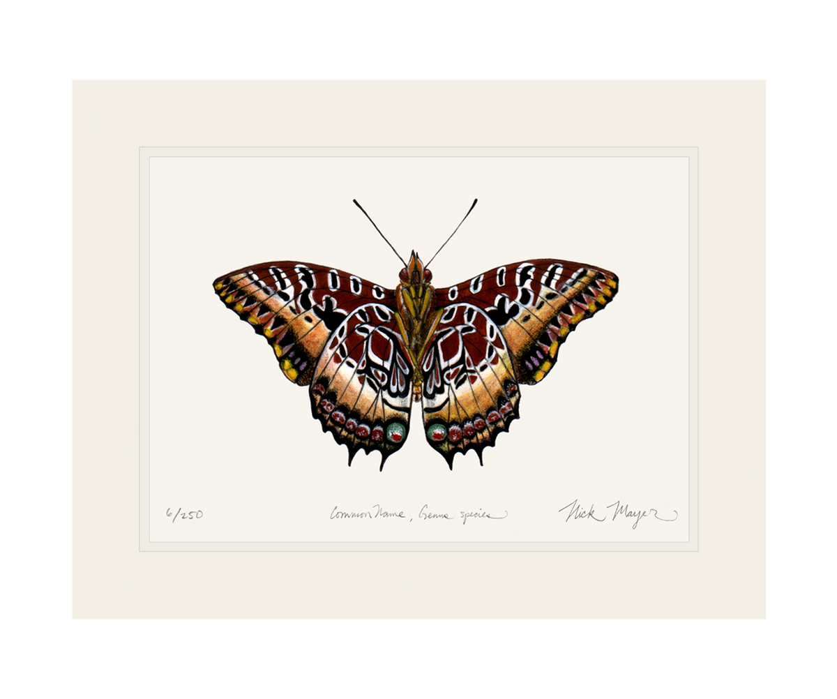Black Bordered Charaxes Print