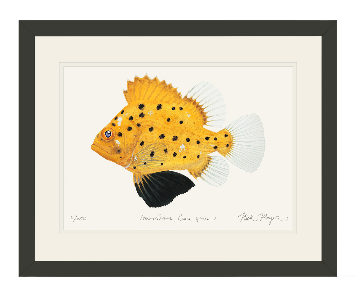 Juvenile Giant Sea Bass Print