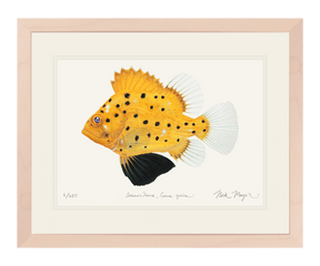 Juvenile Giant Sea Bass Print
