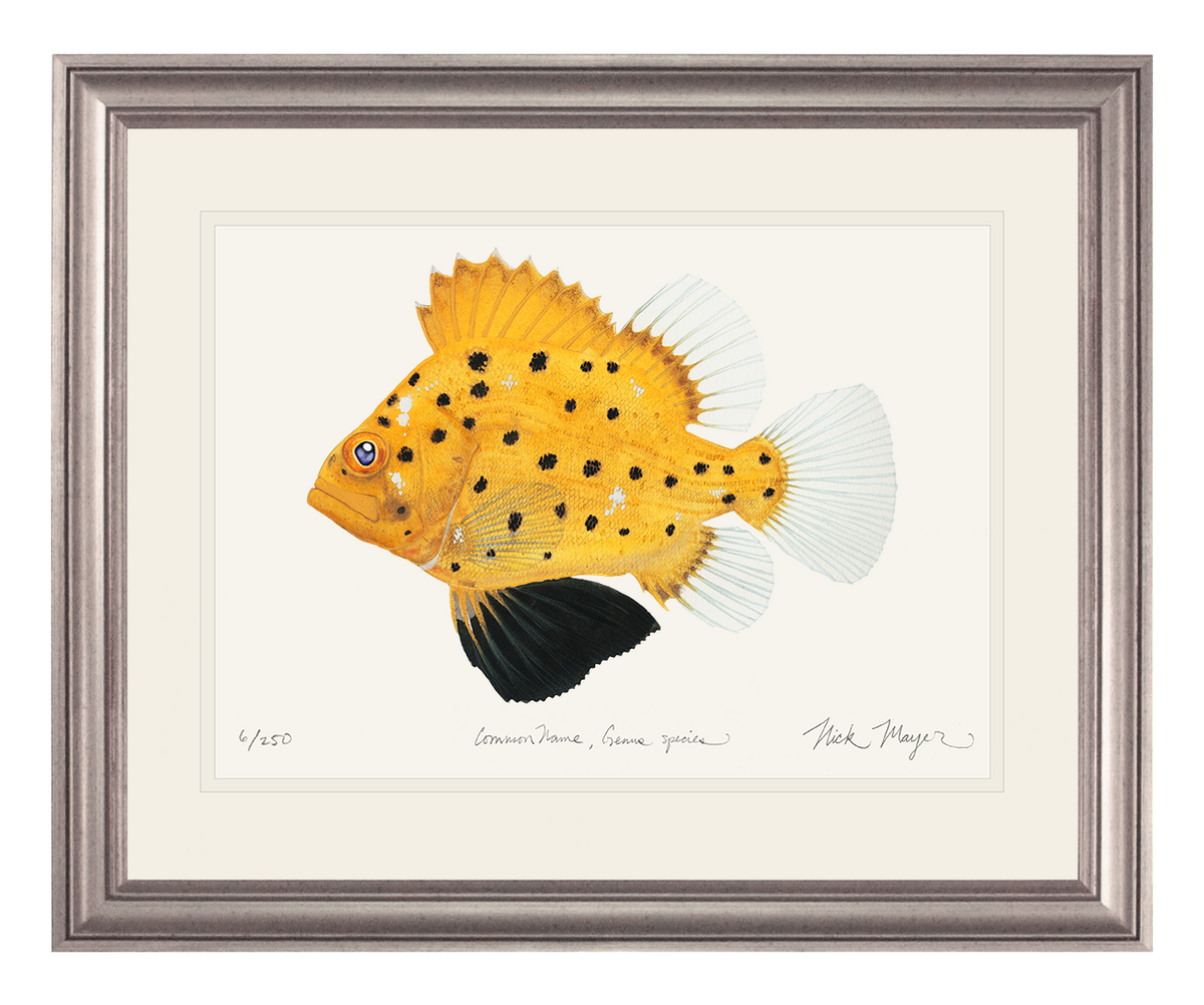 Juvenile Giant Sea Bass Print