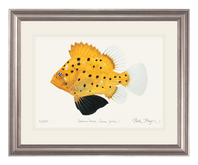 Juvenile Giant Sea Bass Print