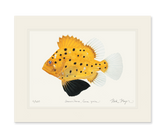 Juvenile Giant Sea Bass Print