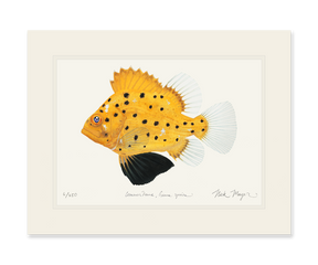 Juvenile Giant Sea Bass Print