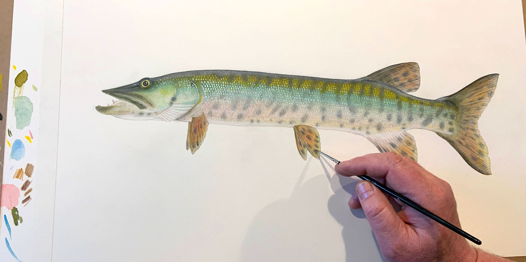 Baby Muskie Original Watercolor Painting