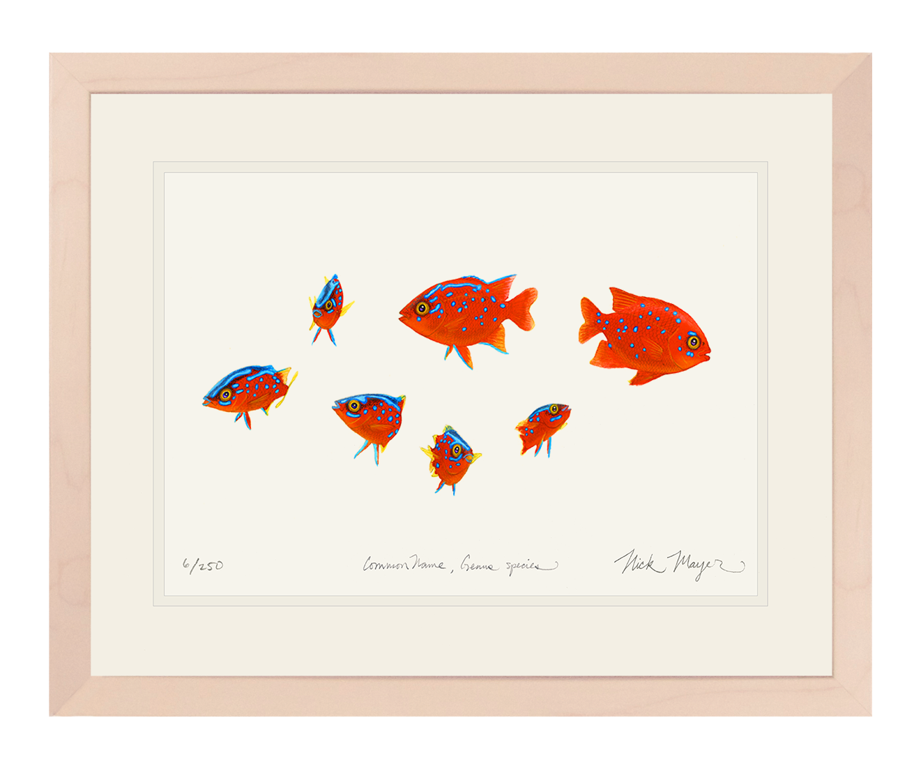 Baby Garibaldis 3 Limited Edition Print