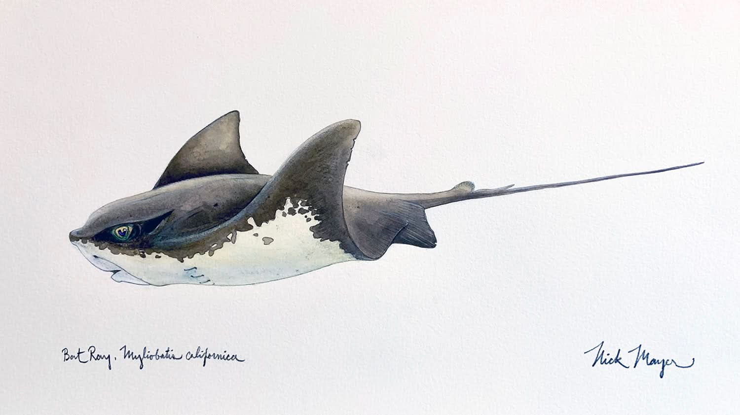 One-of-a-Kind Original Watercolor Painting of a Bat Ray