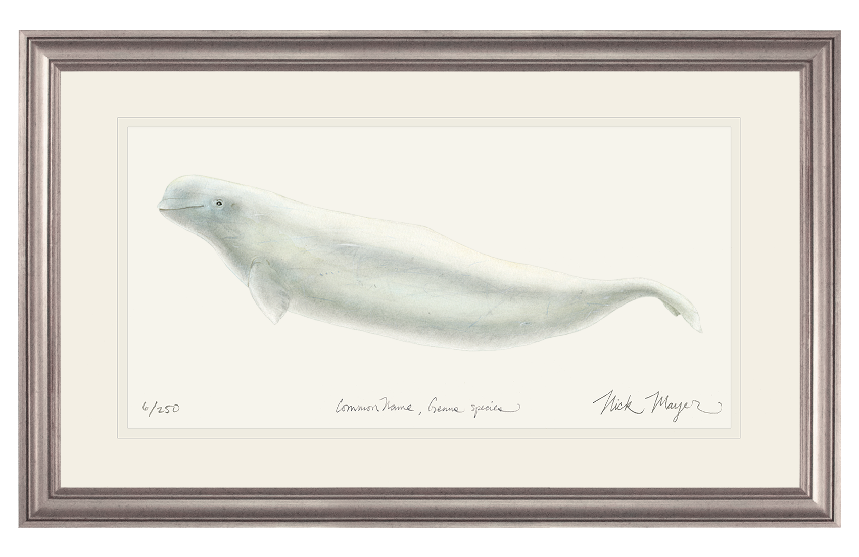 Beluga Whale Print