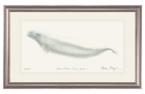 Beluga Whale Print