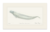 Beluga Whale Print