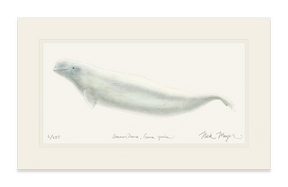 Beluga Whale Print