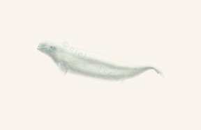 watermark