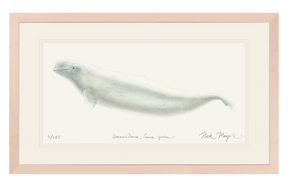 Beluga Whale Print