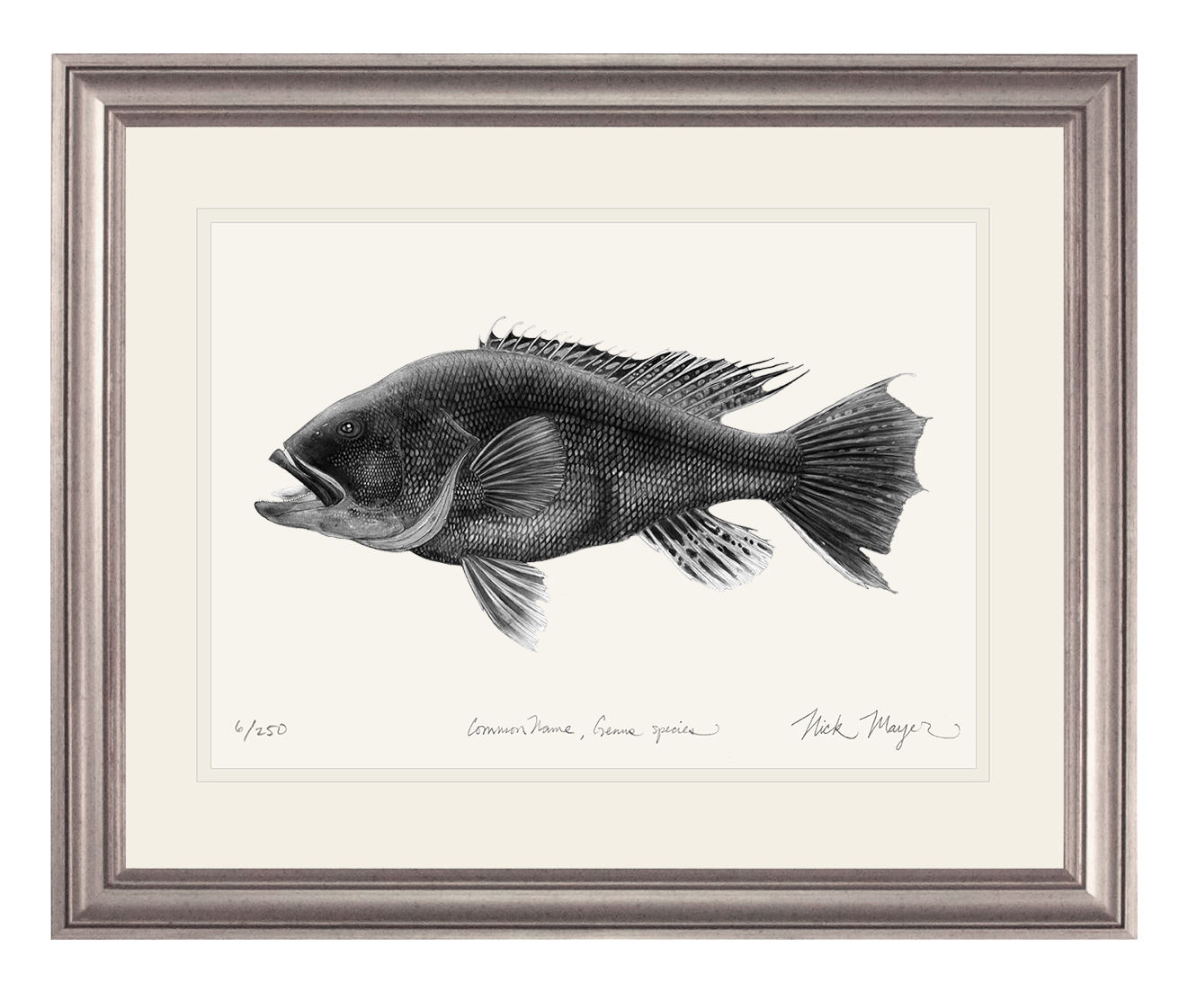Black Sea Bass Limited Edition Print (B&W)