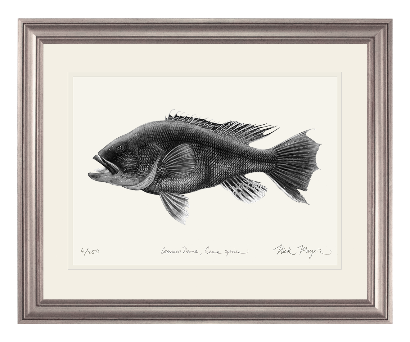 Black Sea Bass Print (b&w)