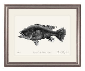 Black Sea Bass Print (b&w)