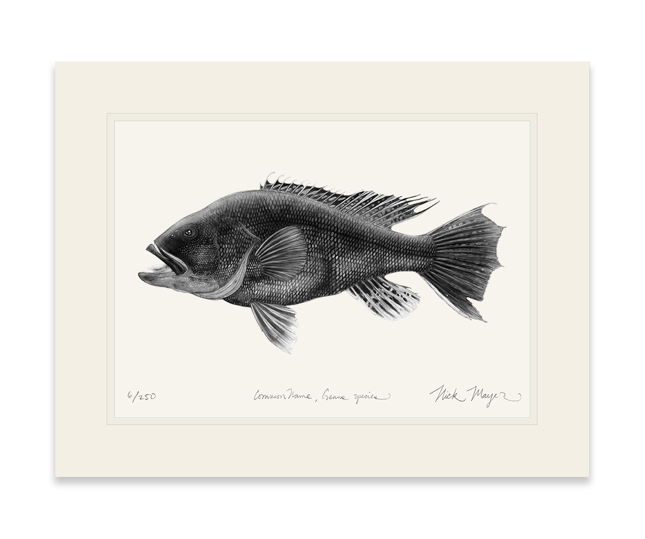 Black Sea Bass Limited Edition Print (B&W)