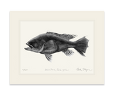 Black Sea Bass Print (b&w)