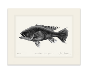 Black Sea Bass Print (b&w)