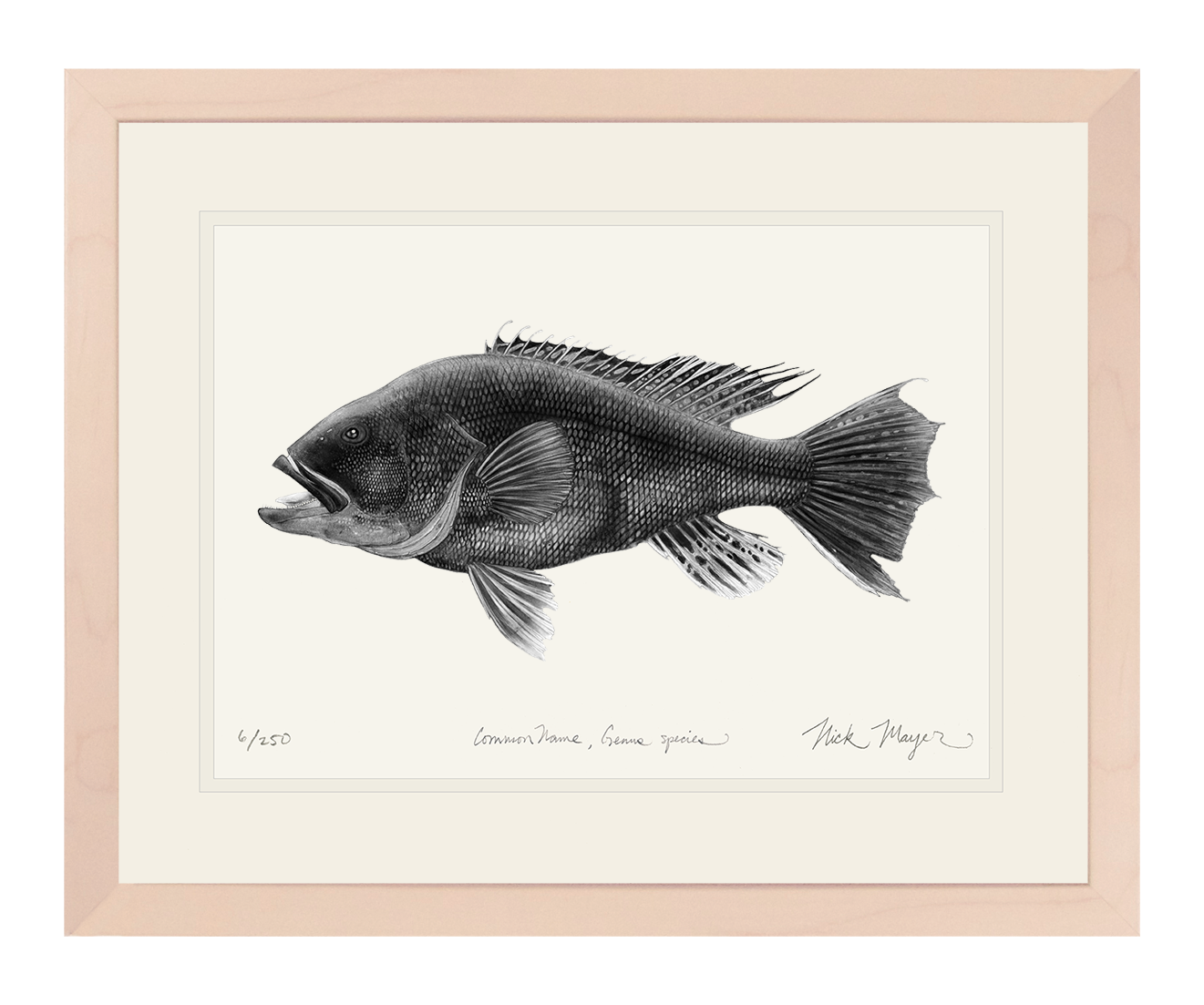 Black Sea Bass Limited Edition Print (B&W)