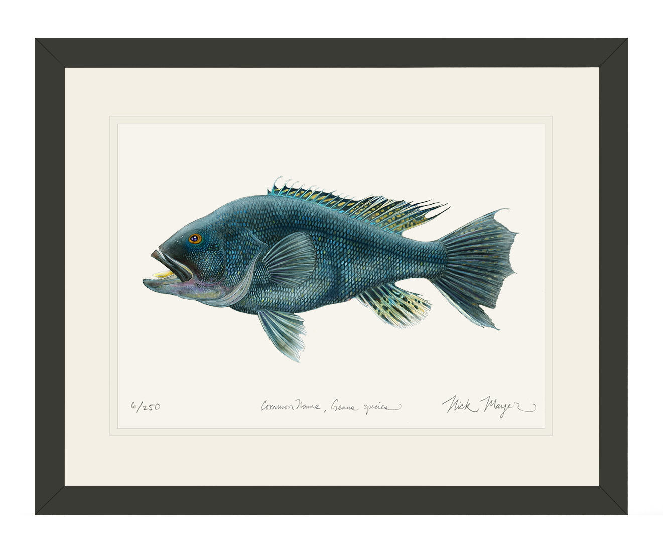 Black Sea Bass Limited Edition Print