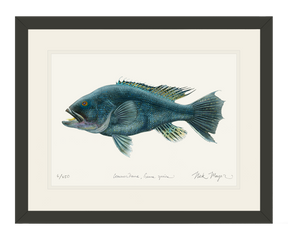 Black Sea Bass Print