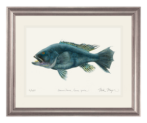 Black Sea Bass Print