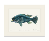 Black Sea Bass Print