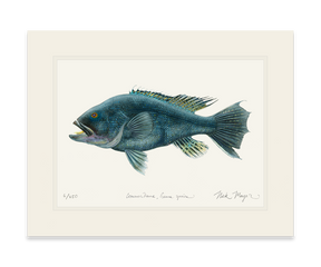 Black Sea Bass Print