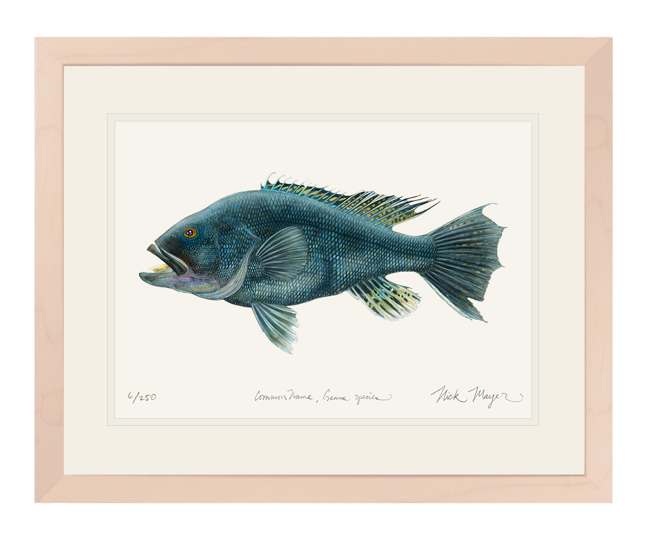 Black Sea Bass Limited Edition Print