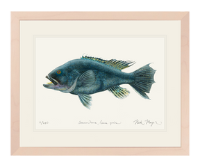 Black Sea Bass Print
