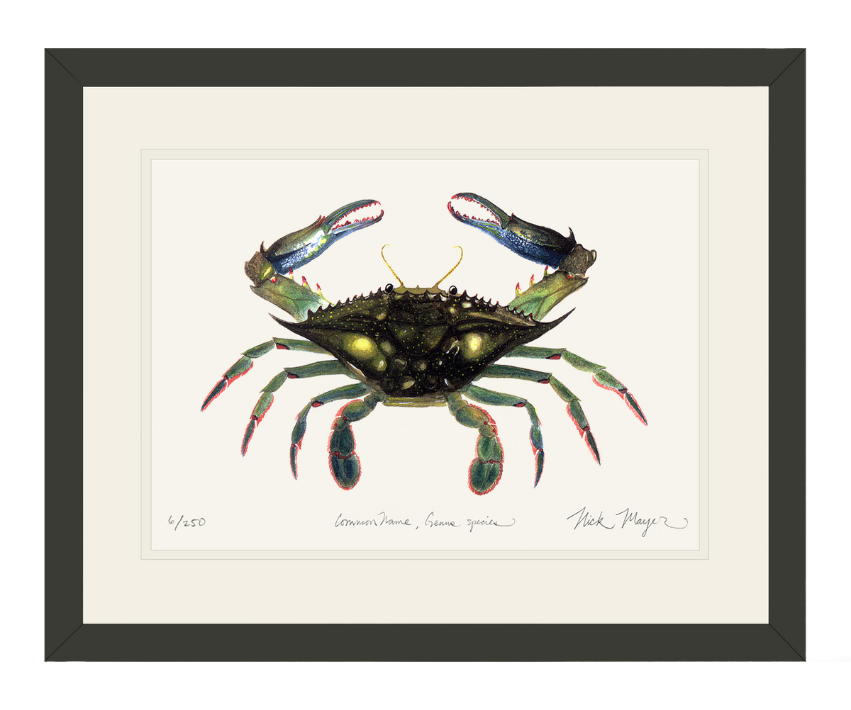 Blue Crab, Claws In Print
