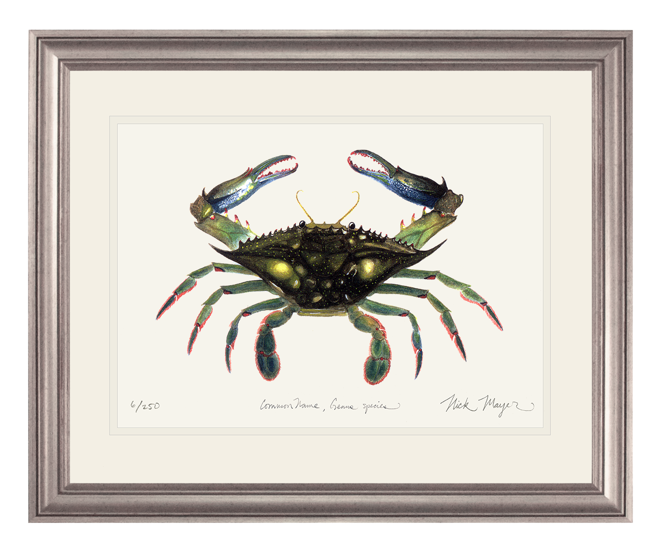 Blue Crab, Claws In Limited Edition Print