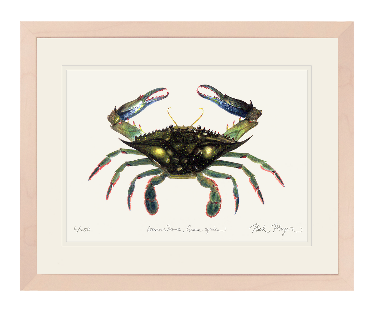Blue Crab, Claws In Print
