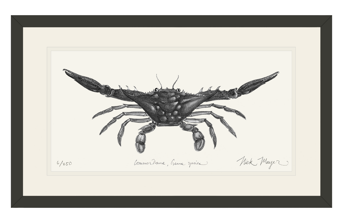 Blue Crab, Claws Out Print (b&w)