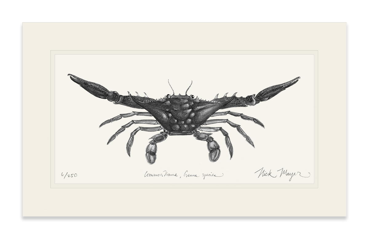 Blue Crab, Claws Out Print (b&w)