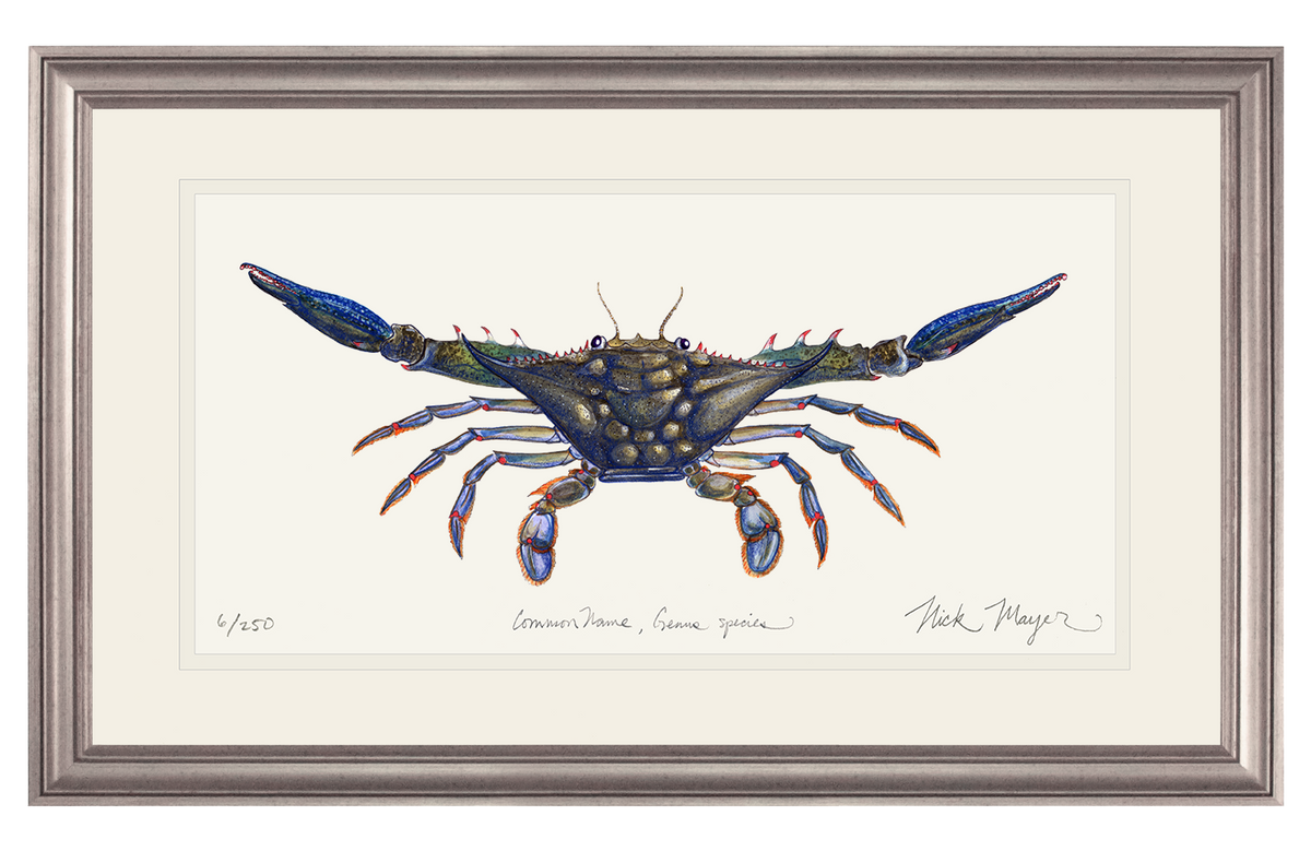 Blue Crab Claws Out Print