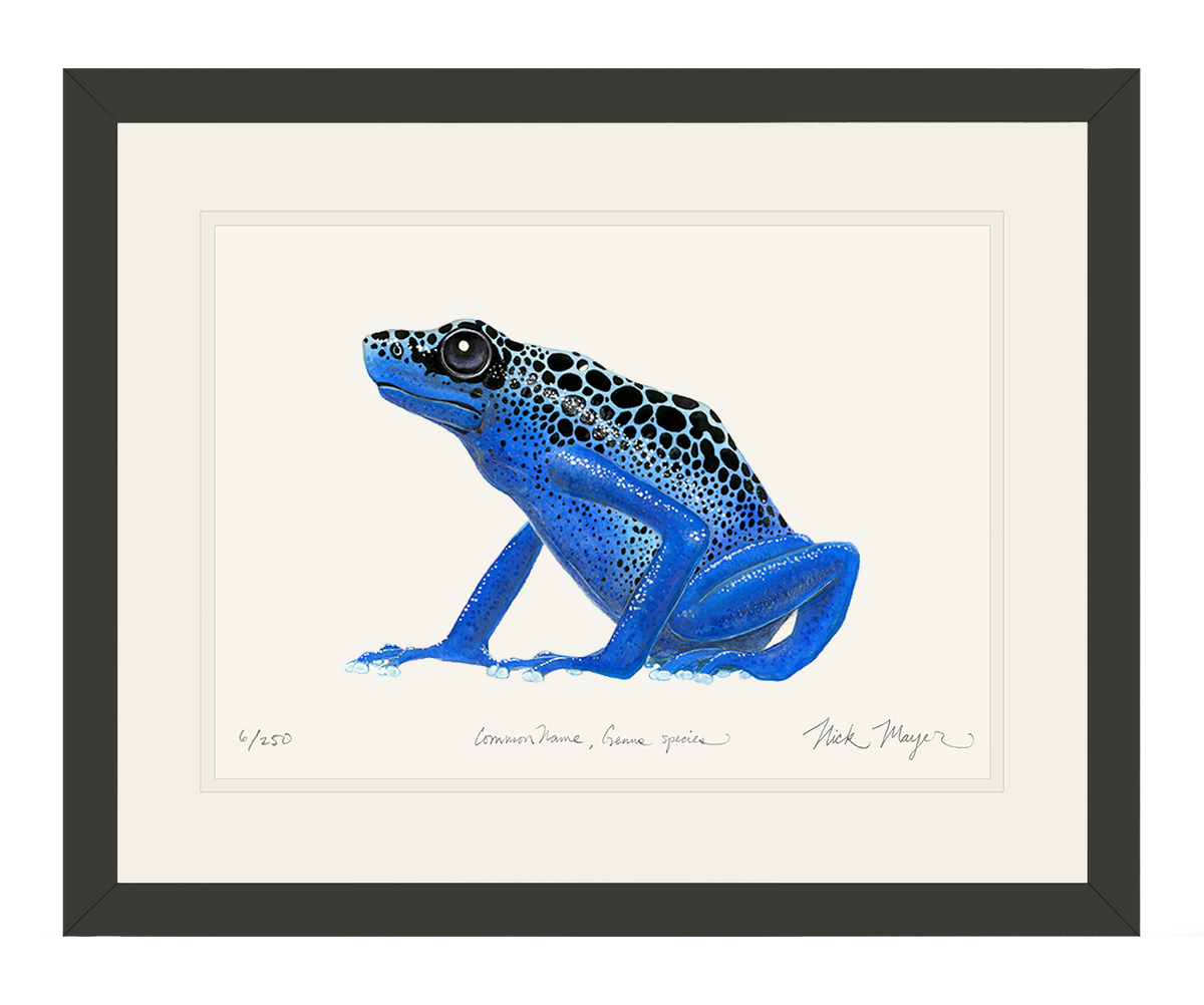 Blue Poison Dart Frog Original Watercolor Painting