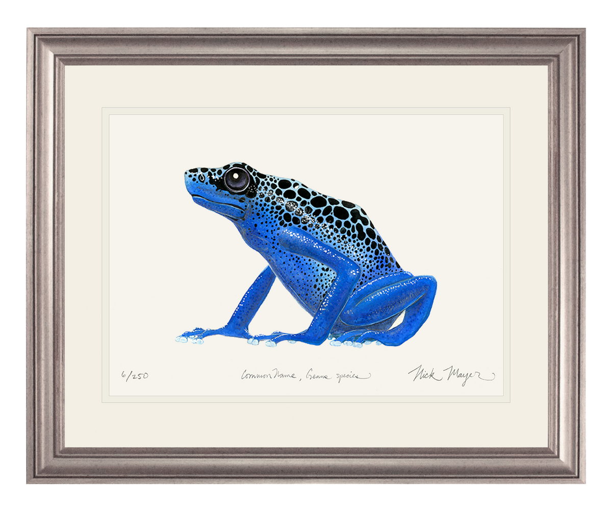 Blue Poison Dart Frog Print