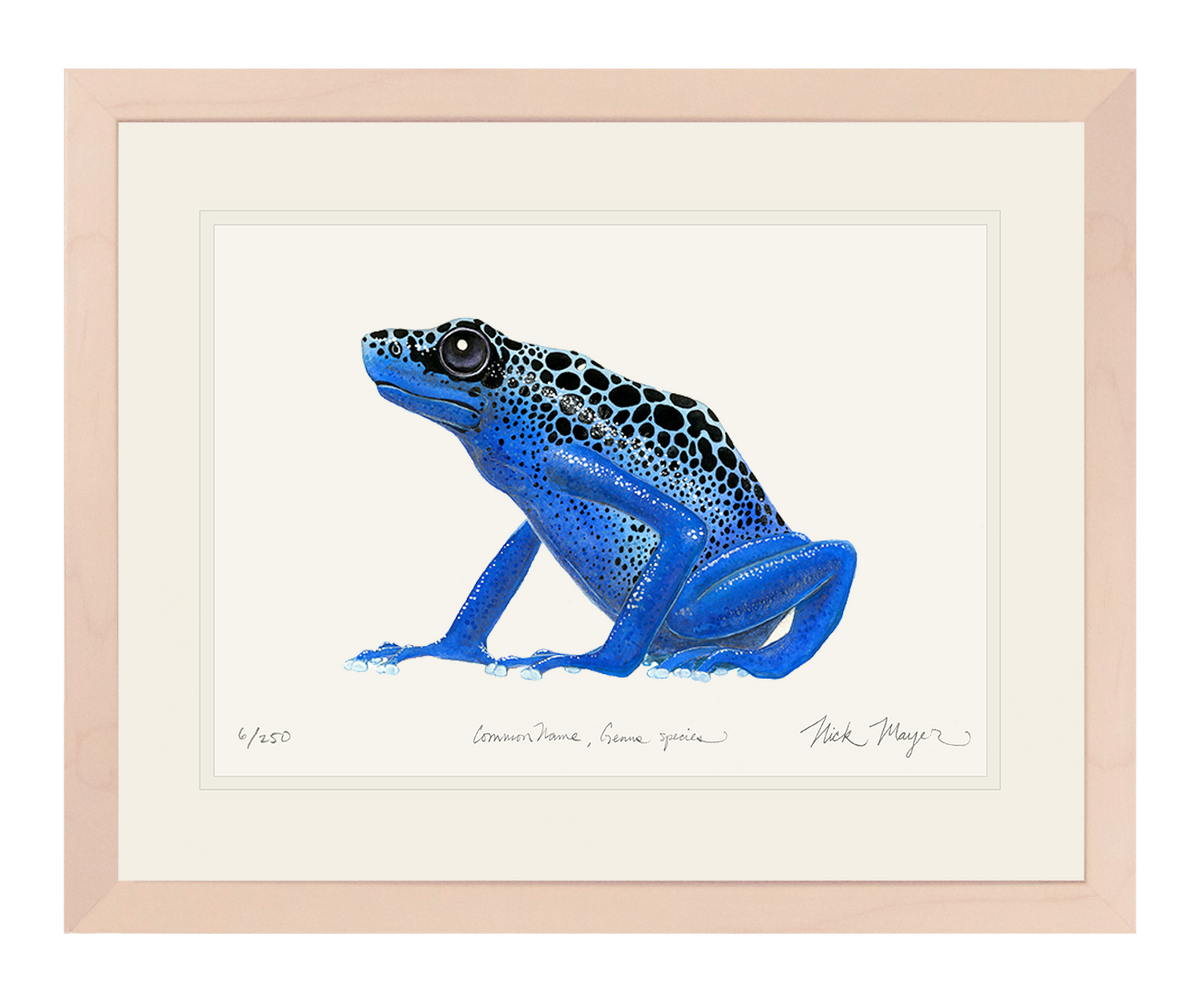 Blue Poison Dart Frog Print