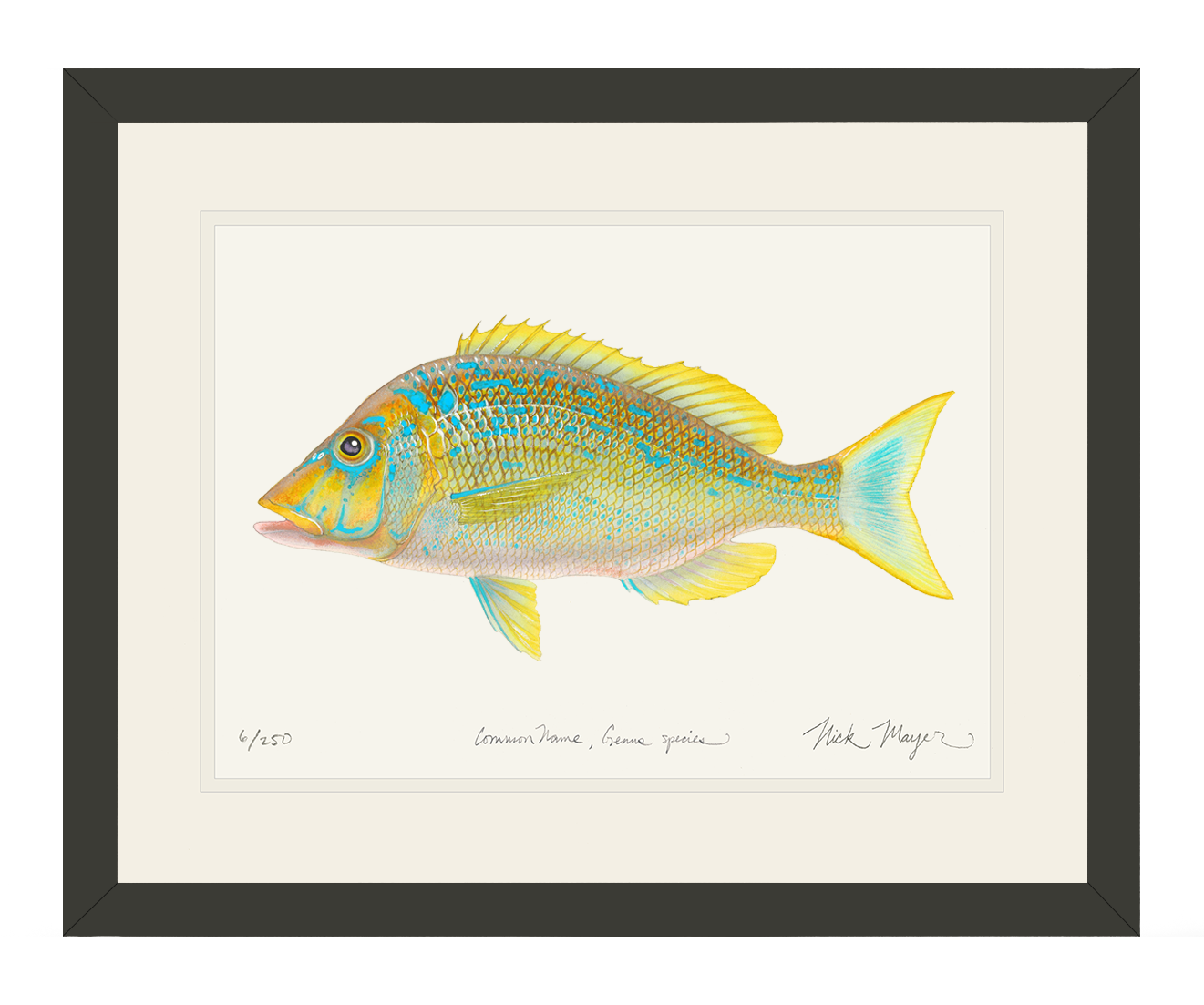 Blue Spangled Emperorfish Limited Edition Print