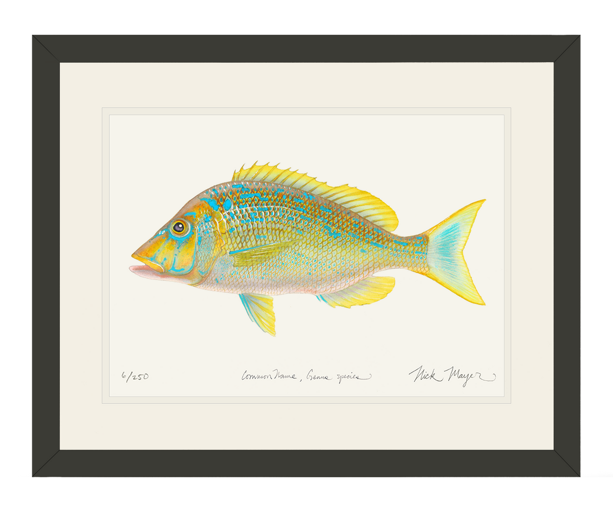 Blue Spangled Emperorfish Print