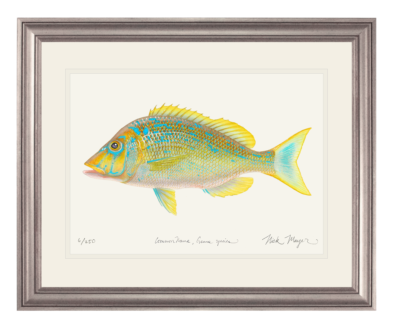 Blue Spangled Emperorfish Limited Edition Print