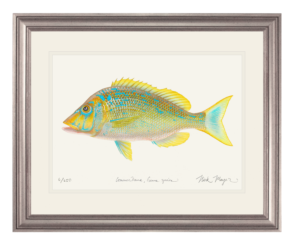 Blue Spangled EmperorFish Print - Recommended in Medium size