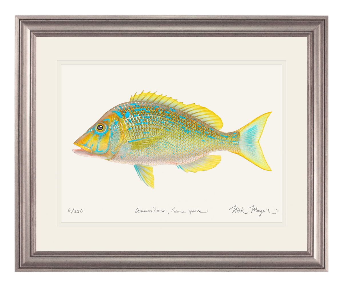 Blue Spangled Emperorfish Print